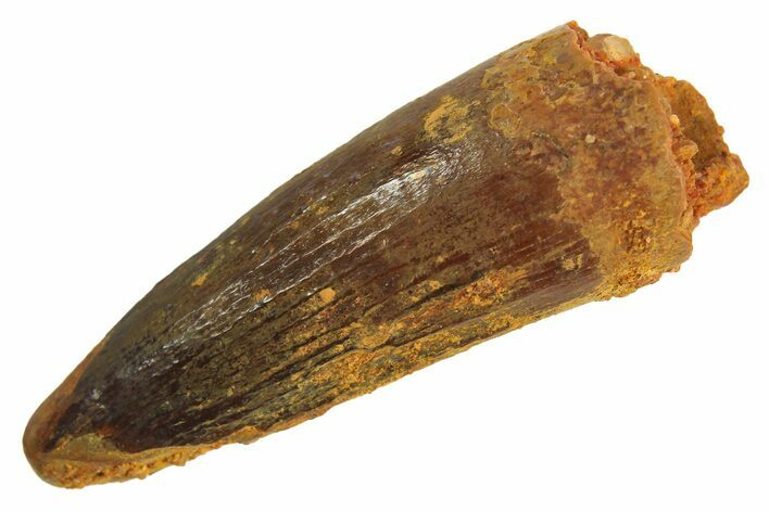 Juvenile Fossil Spinosaurus Tooth - Real Dinosaur Tooth #296946